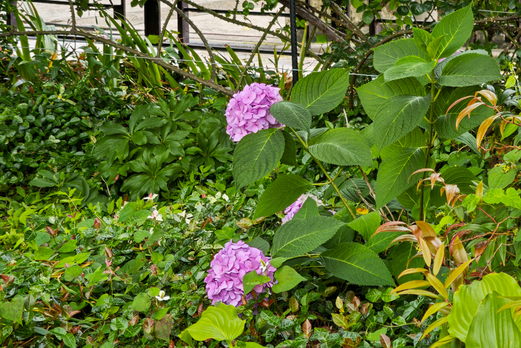 紫陽花